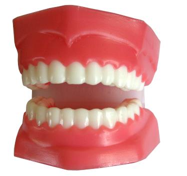 Mô hình hàm răng
